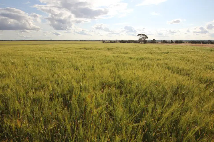 Fourth view of Homely rural property listing, 2168 Hedges Road East, South Kumminin WA 6368