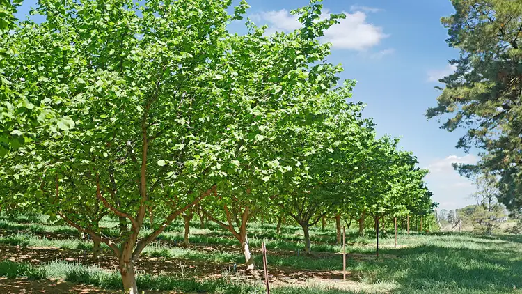 Seventh view of Homely rural property listing, 30 Phoenix Mine Road, Orange NSW 2800