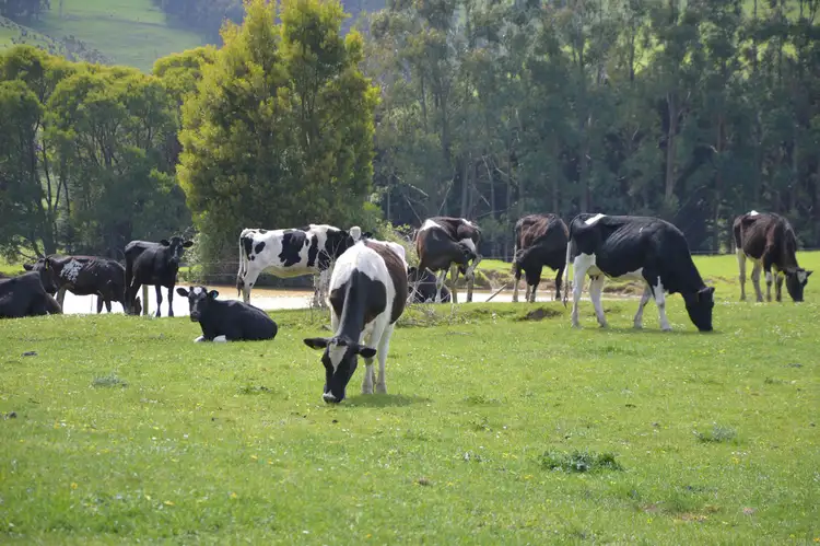 Fifth view of Homely rural property listing, 460 CLEAR CREEK VALLEY ROAD, Mirboo VIC 3871