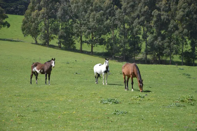 Sixth view of Homely rural property listing, 460 CLEAR CREEK VALLEY ROAD, Mirboo VIC 3871
