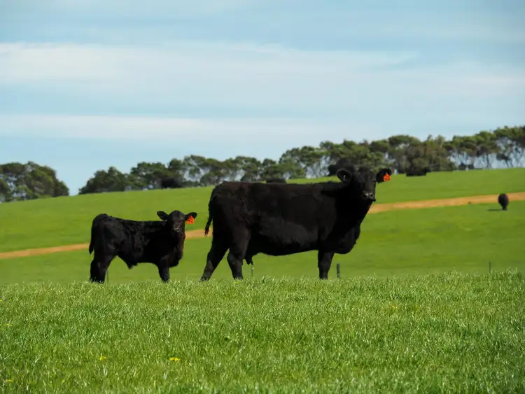 Third view of Homely rural property listing, 190 Treloars Road, Condah VIC 3303