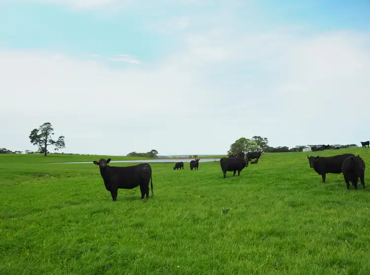 Fifth view of Homely rural property listing, 190 Treloars Road, Condah VIC 3303