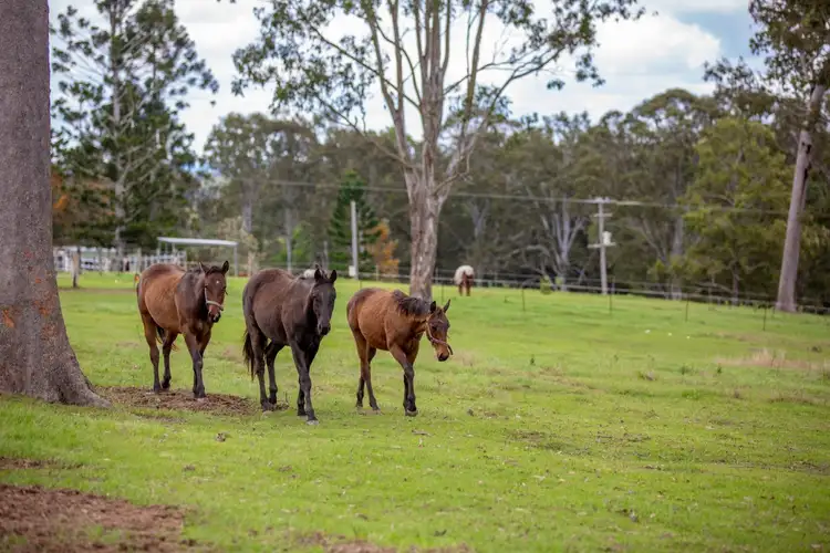Main view of Homely house listing, 159 Shadbolt Road, Mothar Mountain QLD 4570