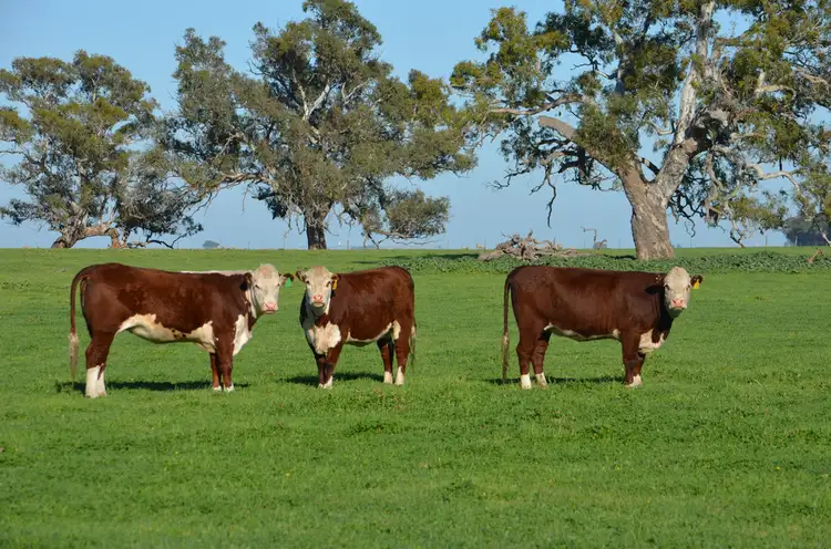 13624 Riddoch Highway, Penola SA 5277