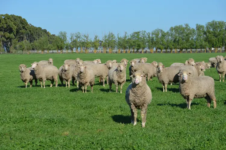 Sixth view of Homely rural property listing, 13624 Riddoch Highway, Penola SA 5277