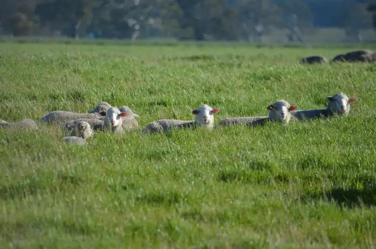 Seventh view of Homely rural property listing, 13624 Riddoch Highway, Penola SA 5277