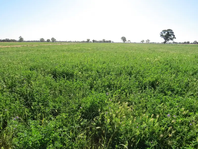 Main view of Homely rural property listing, 30 Troys Road, Wakool NSW 2710