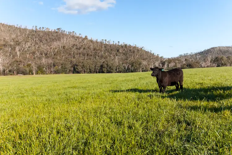 Second view of Homely rural property listing, 88 Wilhelmina Falls Road, Murrindindi VIC 3717