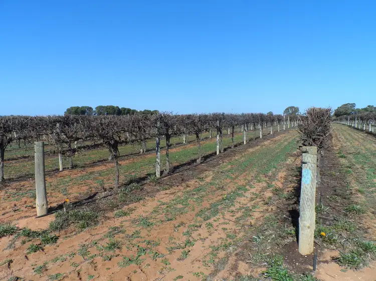 Sec 524 Edwards & Balfour Ogilvy Roads, Loxton SA 5333