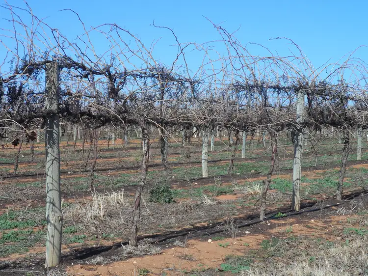 Third view of Homely rural property listing, Sec 524 Edwards & Balfour Ogilvy Roads, Loxton SA 5333