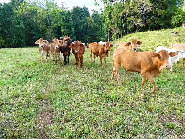 Second view of Homely rural property listing, Address available on request