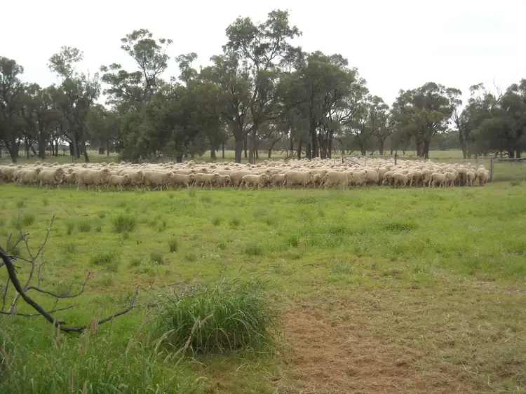 . BLUE RIBBON SHEEP COUNTRY -, Cunnamulla QLD 4490