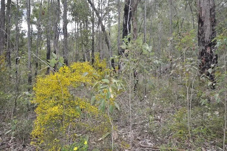 Seventh view of Homely land listing, Lot 166 KARRI LANE, Quinninup WA 6258