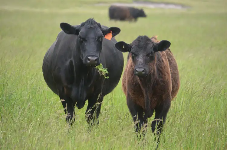 703 Bog Lane, Robe SA 5276