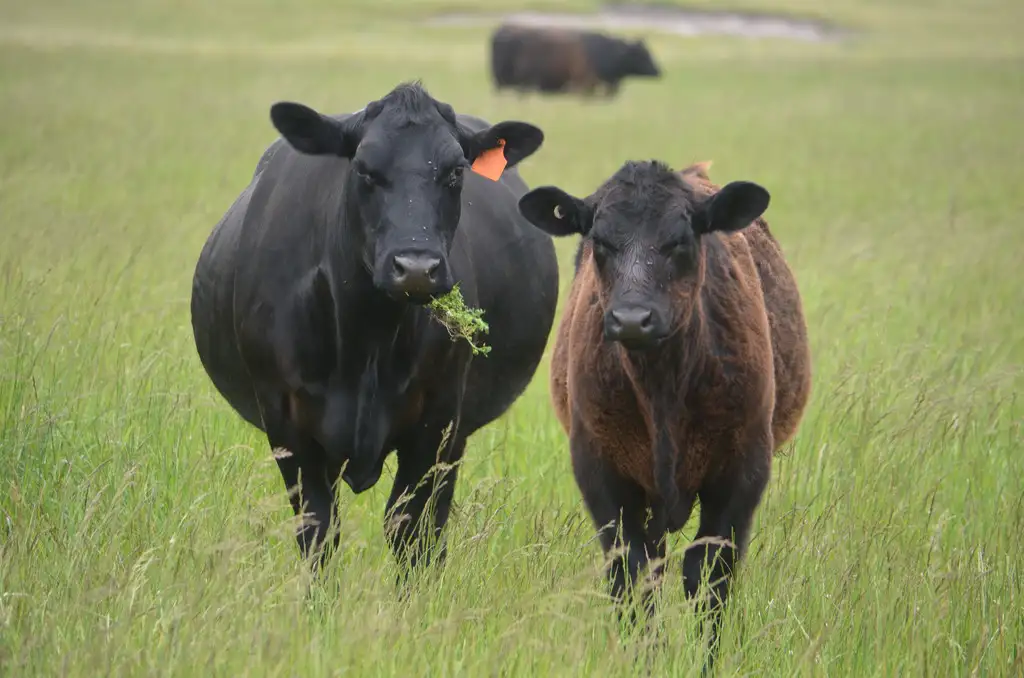 Main view of Homely rural property listing, 703 Bog Lane, Robe SA 5276