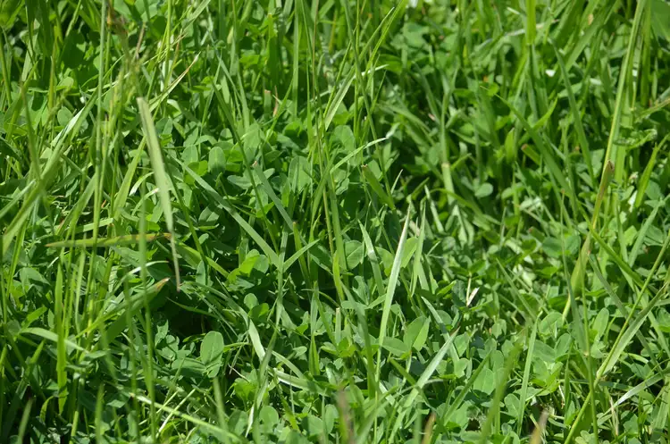 Fourth view of Homely rural property listing, 703 Bog Lane, Robe SA 5276