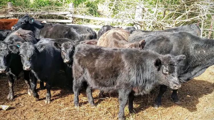 Fifth view of Homely rural property listing, 1 Graysons Road, Killarney QLD 4373