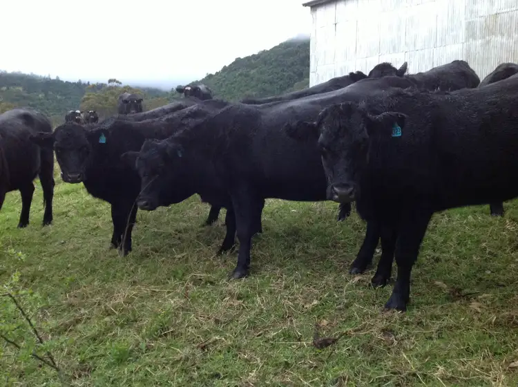 Sixth view of Homely rural property listing, 1 Graysons Road, Killarney QLD 4373