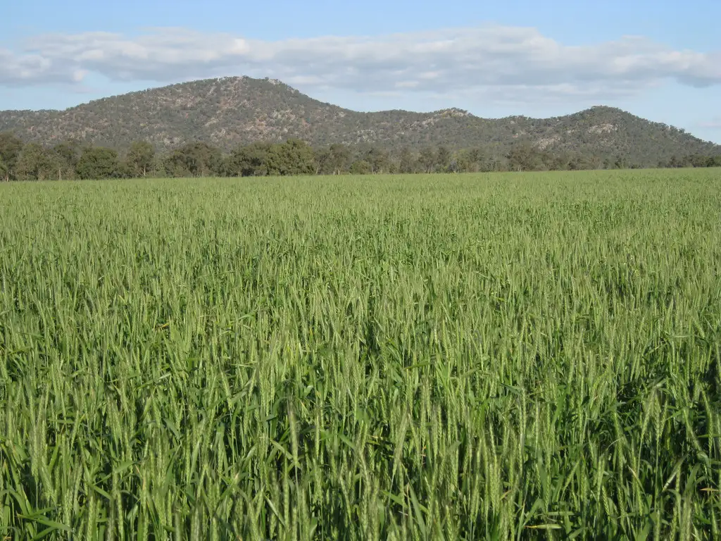 Main view of Homely rural property listing, 1032 Manna Forest Road, Condobolin NSW 2877