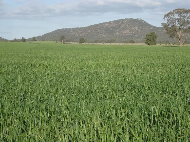 Seventh view of Homely rural property listing, 1032 Manna Forest Road, Condobolin NSW 2877