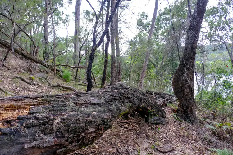 Fourth view of Homely land listing, Lots 5-9 & 25 of 251 Greens Road, Lower Portland NSW 2756