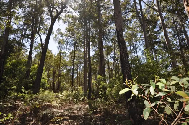 Seventh view of Homely land listing, Lot 109 KARRI LANE, Quinninup WA 6258