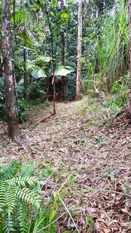 Fourth view of Homely land listing, Lot 1 Thornton Peak Drive, Daintree QLD 4873