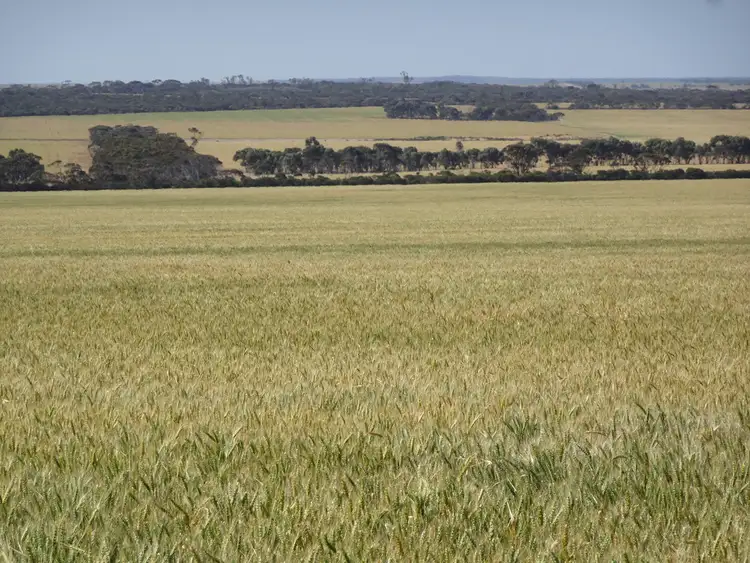 Fifth view of Homely rural property listing, "Minni Downs" Mount Sheriden Road, Varley WA 6355