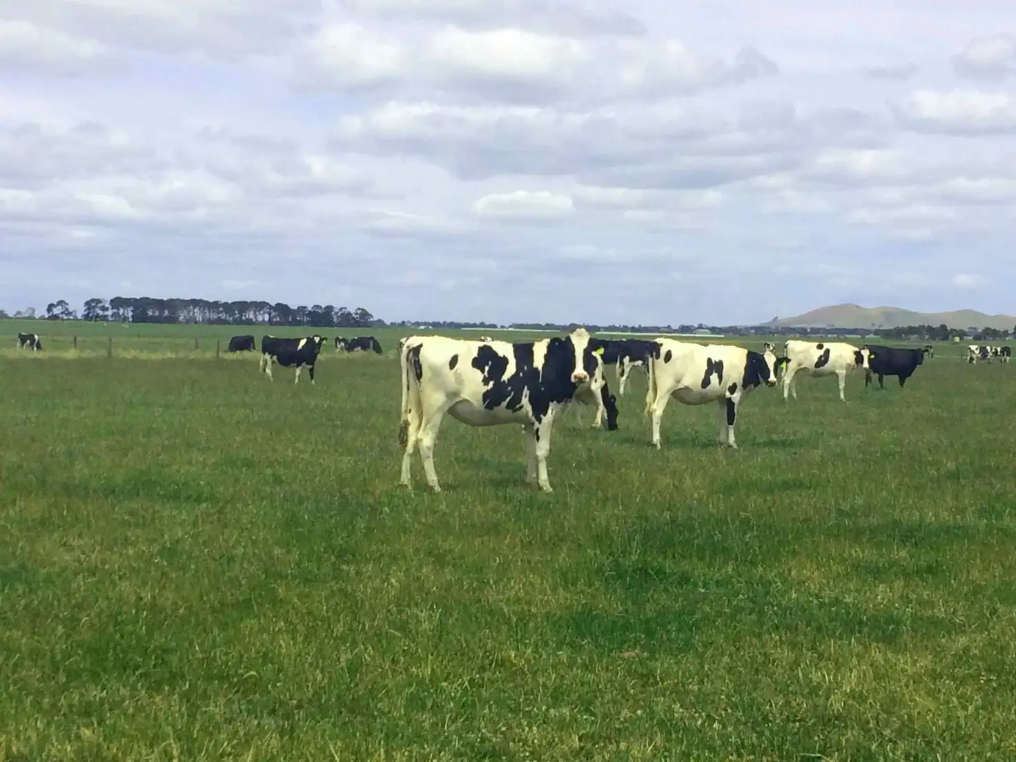 Main view of Homely rural property listing, Lot 5 - 7 Castle Carey Road, Mortlake VIC 3272