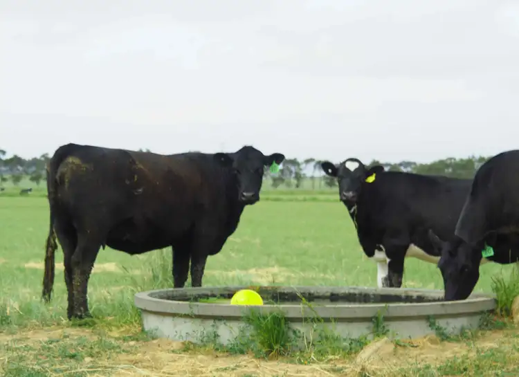 Fifth view of Homely rural property listing, Lot 5 - 7 Castle Carey Road, Mortlake VIC 3272