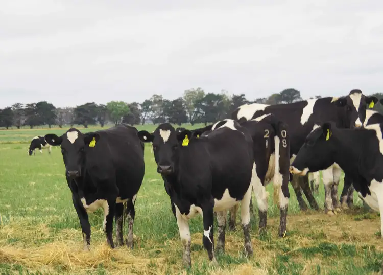 Sixth view of Homely rural property listing, Lot 5 - 7 Castle Carey Road, Mortlake VIC 3272