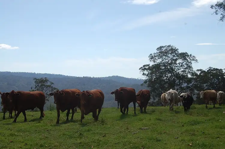 Second view of Homely rural property listing, Lot 80 Duck Creek Road, Old Bonalbo NSW 2469
