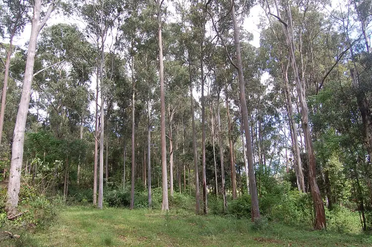 Fourth view of Homely rural property listing, Lot 80 Duck Creek Road, Old Bonalbo NSW 2469