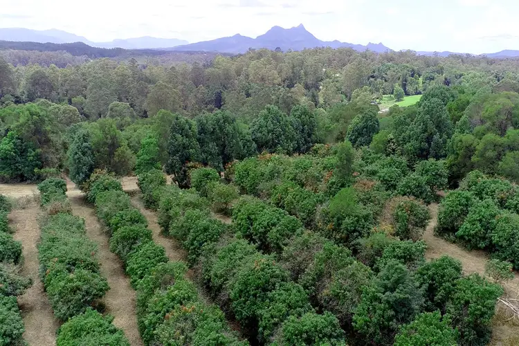 Fourth view of Homely house listing, 3951 Kyogle Road, Nimbin NSW 2480