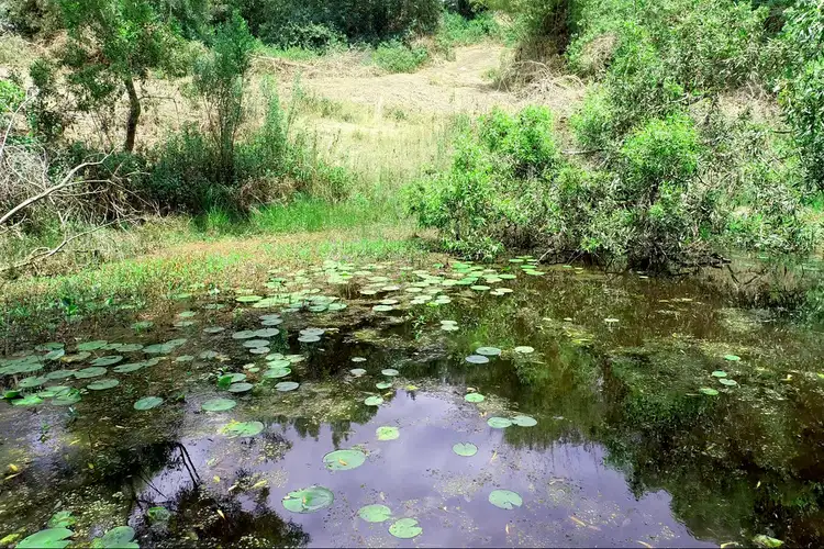 Fifth view of Homely house listing, 3951 Kyogle Road, Nimbin NSW 2480