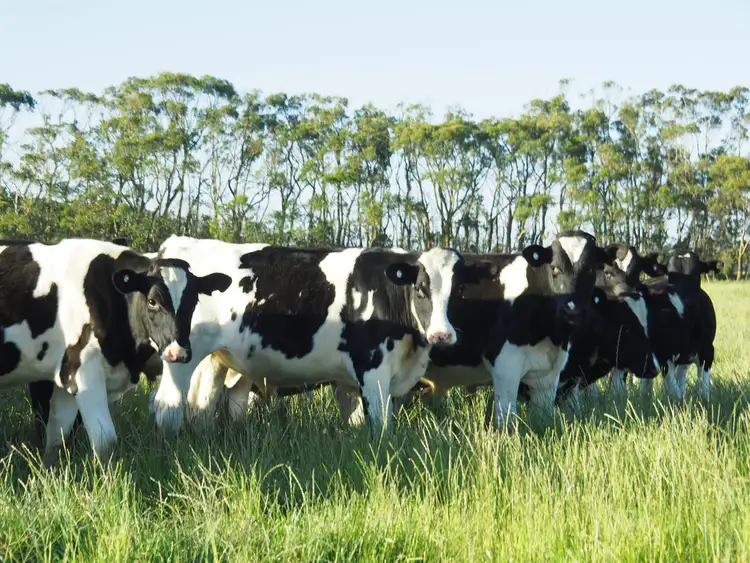 Main view of Homely rural property listing, 258 Couchs Road, Nullawarre VIC 3268