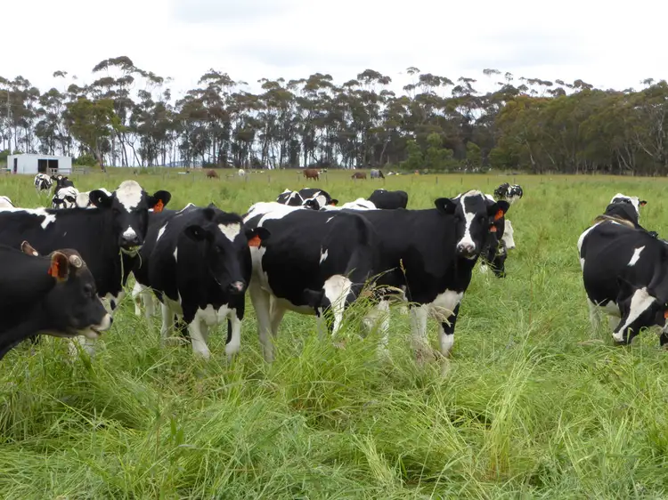 Fifth view of Homely rural property listing, 5350 Princes Highway, Boorcan VIC 3265