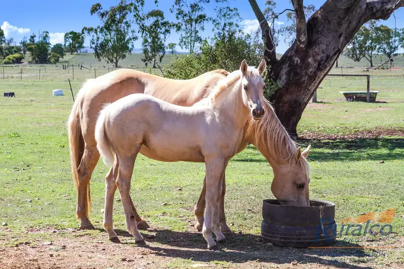 Main view of Homely rural property listing, 73 - 83 Scotland Road, Somerton, Tamworth NSW 2340