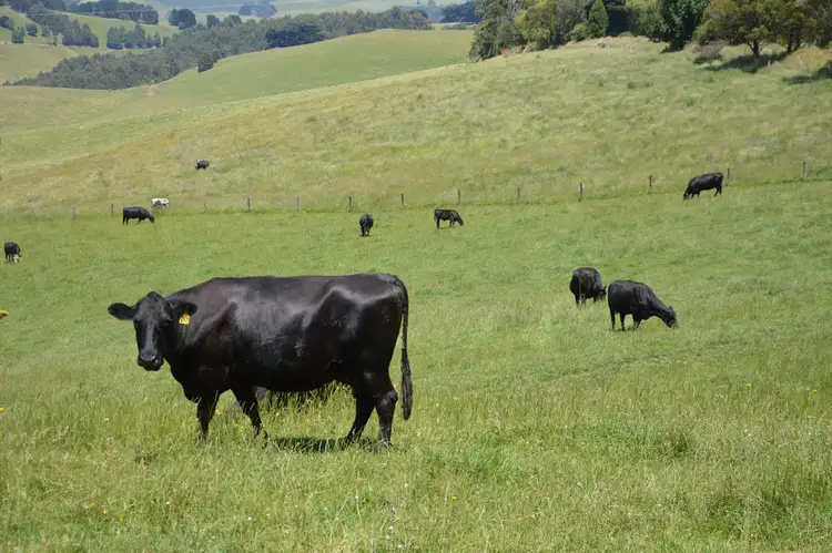 Sixth view of Homely rural property listing, 76 BUCHANANS ROAD, Bena VIC 3946