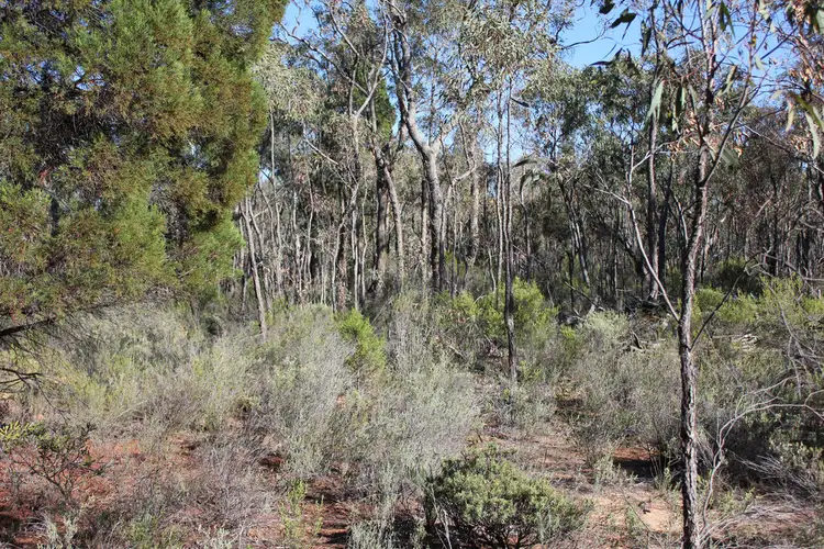 Second view of Homely rural property listing, 353 ALBERT WRIGHT ROAD, Rocky Glen NSW 2357