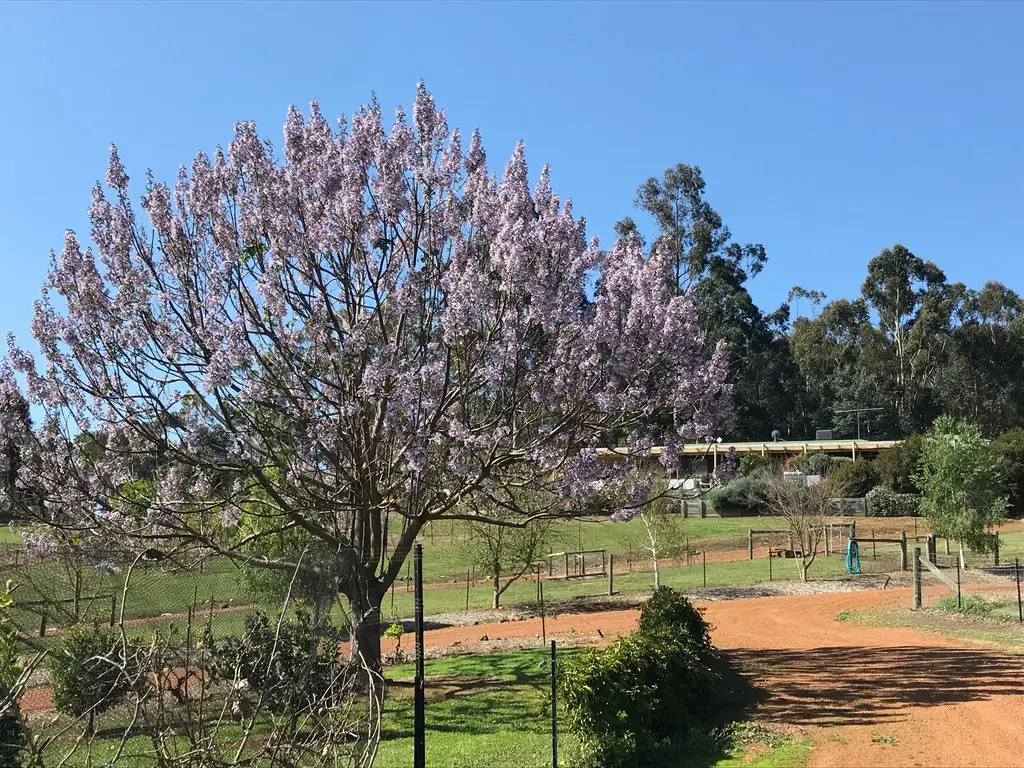 Main view of Homely house listing, 11 Nickajack Place, Bridgetown WA 6255