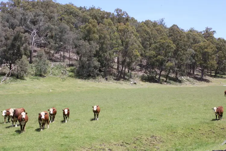 Sixth view of Homely rural property listing, Lot 1 Stancliffs Road, Devon North VIC 3971