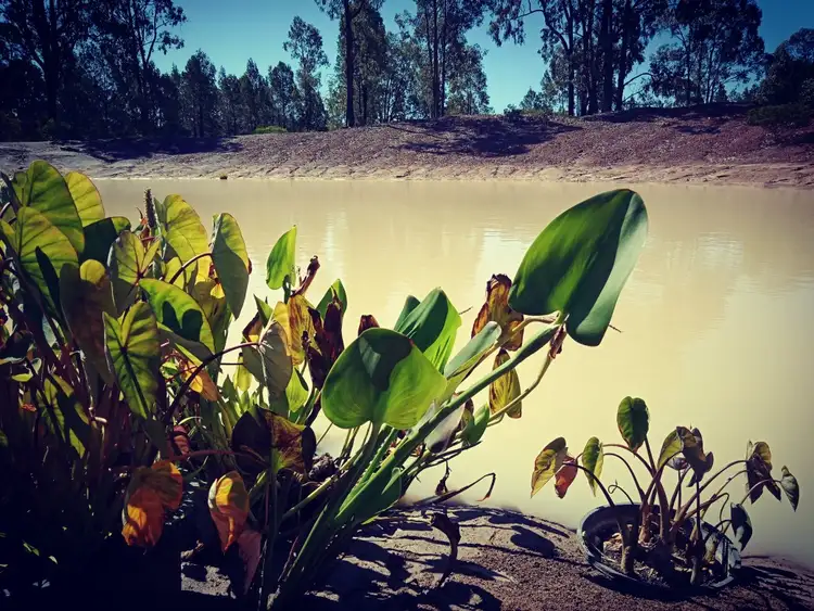 Third view of Homely rural property listing, LOT 31 965 MALES DRIVE, Tara QLD 4421