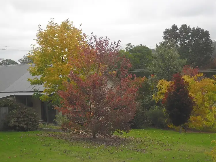Main view of Homely house listing, 7 Jilwain Avenue, Cabbage Tree Creek VIC 3889