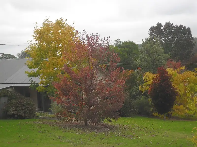 Main view of Homely house listing, 7 Jilwain Avenue, Cabbage Tree Creek VIC 3889