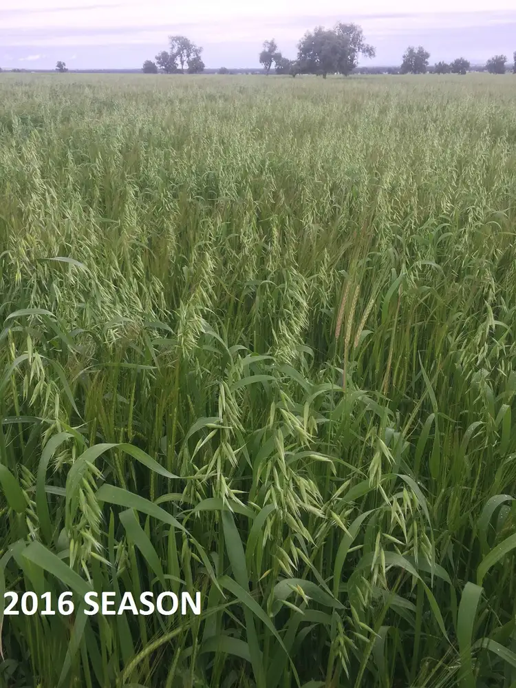 Third view of Homely rural property listing, 283 Fairfield Road, Boggabri NSW 2382