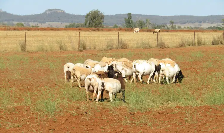 Seventh view of Homely rural property listing, 283 Fairfield Road, Boggabri NSW 2382