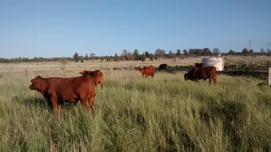 Main view of Homely rural property listing, 136 ACRES LIFESTYLE GRAZING, Jandowae QLD 4410