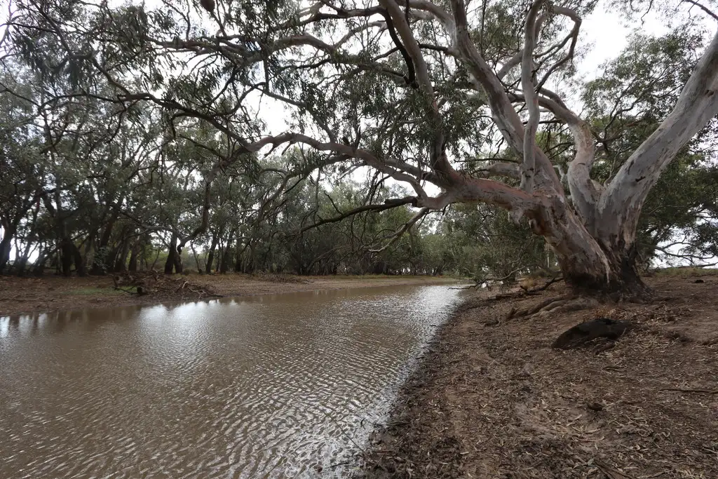 Main view of Homely rural property listing, - 'Wolstan', West Wyalong NSW 2671