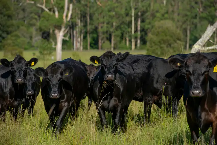 Fourth view of Homely rural property listing, 221 Trapyard Road, Wang Wauk NSW 2423